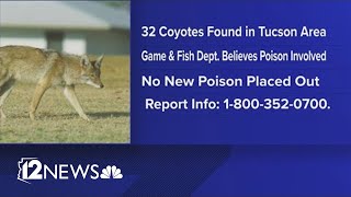 Number of dead coyotes doubles as Arizona officials investigate possible poisoning