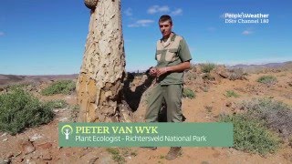 The Quiver tree in the Richtersveld