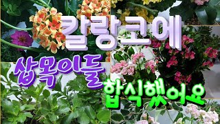 폭풍 성장하는 카랑코에 삽목이들을 합식 / 성장기에 풍성하게 꼬집기 하면서 키워요