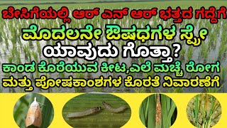 First Sprey For RNR Paddy Crop In Rabi | ಬೇಸಿಗೆಯಲ್ಲಿ ಆರ್ ಎನ್ ಆರ್ ಭತ್ತದ ಗದ್ದೆಗೆ ಮೊದಲನೇ ಸ್ಪ್ರೇ