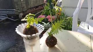 (阿美美)水苔球小植栽教學 How to Make a Moss Ball: