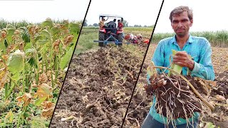 Arbi फसल कटाई | Arbi crop harvesting.