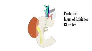 Relations of the second part of duodenum video