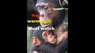Top 10 animal Mothers protecting and saving her child!!!what her love can do???