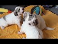 【もうすぐ離乳食の時間だよ】🐻‍❄️さんたちは離乳食、皆の衆は草🌱タイム【great pyrenees】