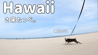 東北のハワイで愛犬と散歩。海に行きたくなる動画です。ボストンテリアきいろさん