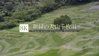 [8K 4320p UHD] 新緑の大山千枚田 Fresh green Oyama Senmaida