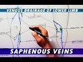 Great Saphenous Vein & Small Saphenous Vein - Venous  drainage of lower limb