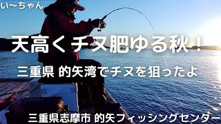 秋チヌ真っ盛り！三重県の筏で引きの強くなったチヌと遊んできました　三重県 的矢フィッシングセンター