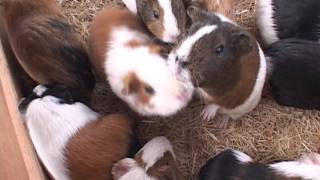 トリアスふれあい動物園のカピバラとモルモット