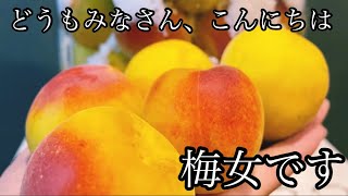 #20 【梅しごと】 梅干し|天日干し|昔ながらの梅干し【自家製】【plum】【cooking】