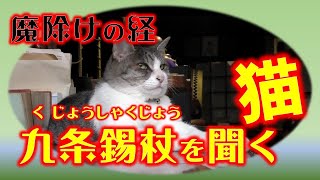 九条錫杖を聞く猫