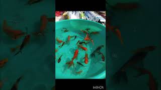 Birnagar Hut fish collection... please like and subscribe to my channel