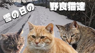 雪の日の野良猫達　大洲市冨士山公園