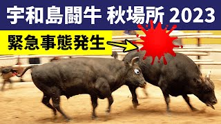 1トンの牛が吹っ飛んだ！【宇和島闘牛】定期闘牛大会 秋場所2023 全試合