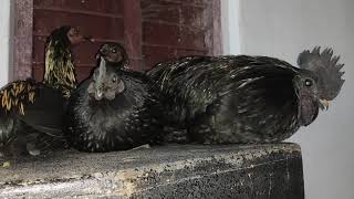 Kadaknath Murgi Murga Sleeping on Boxes