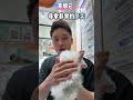 didi矮脚小不点~ 猫咪 猫咪日常 拿破仑猫