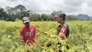 Anjangsana Babinsa Koramil 0818-35/Pagelaran ke Petani Cabai di Desa Kademangan Kec.Pagelaran Malang