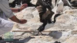 Cormorant's Deep Sea Dive Caught on Camera