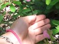 sensitive plant .avi