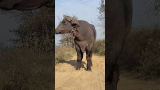 Murrah bull#murrah #shorts #ytshorts #youtubeshorts #villagelife #cow #farming