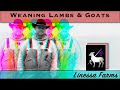 Weaning Lambs & Goat Kids:  Complete Guide