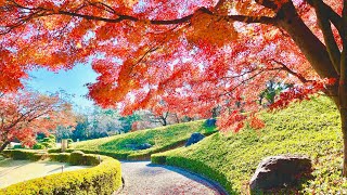 日本庭園花田苑　埼玉県越谷市　隠れ名所　紅葉狩り