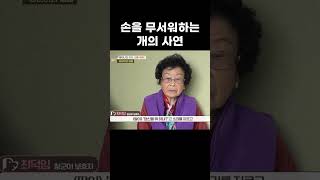 손을 극도로 무서워하는 강아지의 가슴 아픈 사연│세상에 나쁜 개는 없다│알고e즘