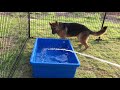 即席プールで水遊びをするシェパード　gsd wading in the water