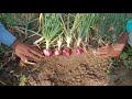 panchaganga seeds onion 🧅🧅🧅