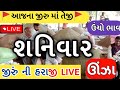 Jeera na bhav | 13-05-2023 | જીરું ના ભાવ:2023 | live cumin trading in  APMC | commodity Trend |