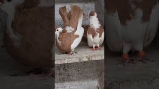 #2024 .163. Alföldi-Körösi keringők #pigeon #bestpigeon #birds #galamb,Koros. Köröser Tumbler Pigeon