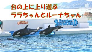 台に上がって遊ぶララちゃん、ルーナちゃん、鴨川シーワールド「2021/12/16」10:00過ぎ