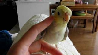 何かを訴えてるオカメインコのゆずさん