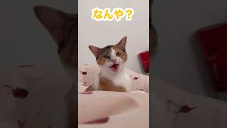 毎朝おはようをくれる猫 #ニャラーム #おはよう #猫 #挨拶 #ねこ #子猫 #モーニングルーティーン #GRWM #かわいい #cat #猫のいる暮らし #ねこのいる生活 #shorts