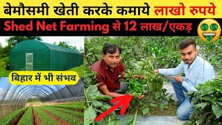 शेड नेट में बेमौसमी सब्जियों की खेती करें | Capsicum Farming in Shade Net | Bihar | Kisaan Talks