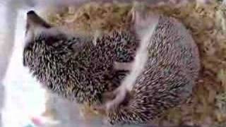 Hedgehogs mating