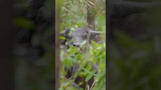 Close Water Buffalo Encounter In Thick Jungle 👀🌿🐃