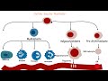 origine des cellules immunitaires l hématopoïèse immunologie hématologie