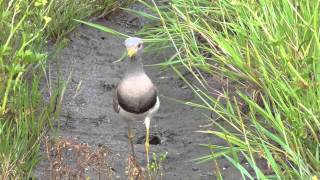 広島県の野鳥 ケリ（2015年4月撮影）