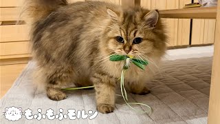 獲物を運ぶ猫の勇姿をご覧ください 【サイベリアン】