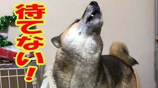 お出かけと決まったら待てない柴犬リキとリコ【かわいい】 Shiba inu Riki and Riko Let's go early