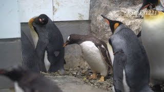 旭山動物園 ご挨拶しきりのジェンツーペンギン37番