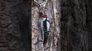 Downy Woodpecker #birds #birdwatch #nature #birdwatching