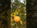 oruto walk 自然豊かな街での暮らし ☆柚子yuzu☆ 冬の日本庭園 2024.12.26 japan nature garden yuzu 日本 冬 citrusjunos