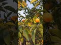 oruto walk 自然豊かな街での暮らし ☆柚子yuzu☆ 冬の日本庭園 2024.12.26 japan nature garden yuzu 日本 冬 citrusjunos