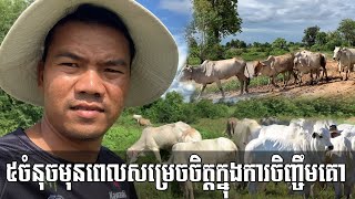 ៥ចំនុចមុនពេលសម្រេចចិត្តក្នុងការចិញ្ចឹមគោ/5 points before deciding to raise cows