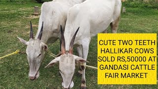 hallikar cows sold rs 50000 at gandasi cattle fair market @indianhallikar