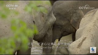 惹是生非的小象恳求族长不要赶它 但是被拒 只能去流浪《美丽中国说》EP3【CCTV纪录】