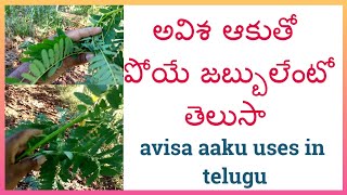 Uses of Aisha Tree || avisa aaku uses in telugu || agastya plant uses in telugu